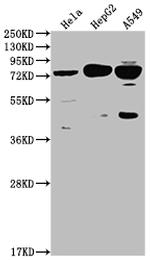 HTR2C Antibody in Western Blot (WB)