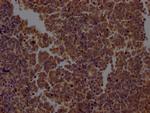 Caspase 2 Antibody in Immunohistochemistry (Paraffin) (IHC (P))