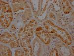 Caspase 2 Antibody in Immunohistochemistry (Paraffin) (IHC (P))