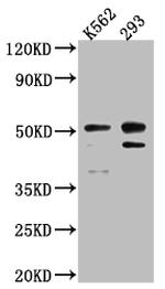 Caspase 2 Antibody in Western Blot (WB)