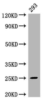 MAD2L2 Antibody in Western Blot (WB)