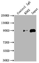 TOP1 Antibody in Immunoprecipitation (IP)