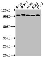 TOP1 Antibody in Western Blot (WB)