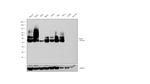 CD38 Antibody