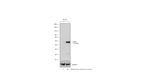 CD38 Antibody