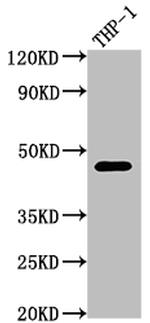 CD38 Antibody in Western Blot (WB)