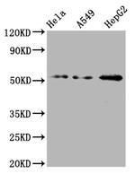 CD47 Antibody in Western Blot (WB)