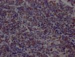 DNA Ligase I Antibody in Immunohistochemistry (Paraffin) (IHC (P))