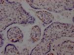 DNA Ligase I Antibody in Immunohistochemistry (Paraffin) (IHC (P))