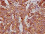 CD46 Antibody in Immunohistochemistry (Paraffin) (IHC (P))