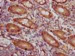 CD46 Antibody in Immunohistochemistry (Paraffin) (IHC (P))