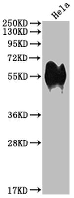 CD46 Antibody in Western Blot (WB)