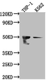 FDFT1 Antibody in Western Blot (WB)