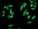 COX2 Antibody in Immunocytochemistry (ICC/IF)