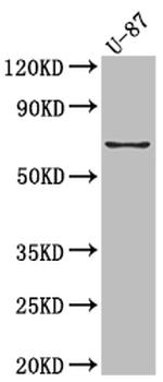 COX2 Antibody in Western Blot (WB)