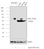 COX2 Antibody in Western Blot (WB)