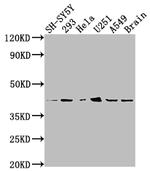 OPRD1 Antibody in Western Blot (WB)