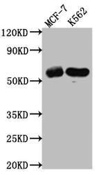 HDAC2 Antibody in Western Blot (WB)