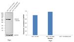 HDAC2 Antibody in Western Blot (WB)