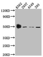 WT1 Antibody in Western Blot (WB)