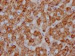 HSP60 Antibody in Immunohistochemistry (Paraffin) (IHC (P))