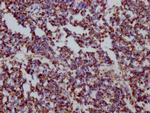 HSP60 Antibody in Immunohistochemistry (Paraffin) (IHC (P))