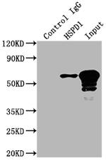 HSP60 Antibody in Immunoprecipitation (IP)