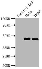 MEK1 Antibody in Immunoprecipitation (IP)