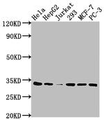 CDK4 Antibody in Western Blot (WB)