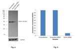 SOX2 Antibody