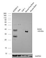 SOX2 Antibody in Western Blot (WB)