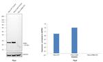 GRB2 Antibody in Western Blot (WB)