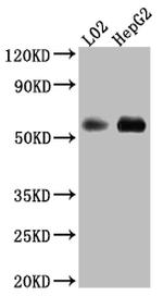 MAOB Antibody in Western Blot (WB)