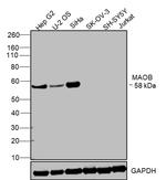 MAOB Antibody in Western Blot (WB)