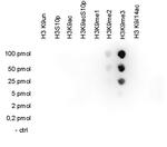 H3K9me3 Antibody in Dot Blot (DB)