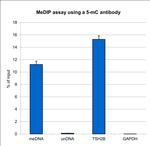 5-Methylcytosine Antibody in Methylated DNA Immunoprecipitation (MeDIP)