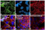 CD166 Antibody in Immunocytochemistry (ICC/IF)