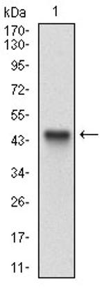 CD166 Antibody in Western Blot (WB)