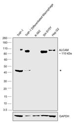 CD166 Antibody in Western Blot (WB)