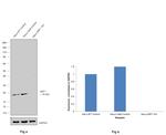 ARF1 Antibody