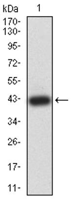 ASH2L Antibody in Western Blot (WB)