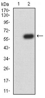 ATG14 Antibody in Western Blot (WB)