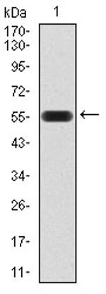 ATG16L1 Antibody in Western Blot (WB)