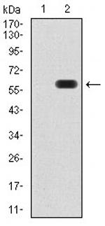 ATG16L1 Antibody in Western Blot (WB)