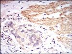 beta-2 Microglobulin Antibody in Immunohistochemistry (Paraffin) (IHC (P))