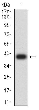 Bcl-10 Antibody in Western Blot (WB)