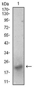 BDNF Antibody in Western Blot (WB)