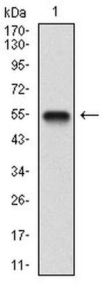 BDNF Antibody in Western Blot (WB)