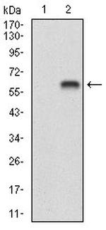 BDNF Antibody in Western Blot (WB)