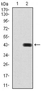 BMP-2 Antibody in Western Blot (WB)